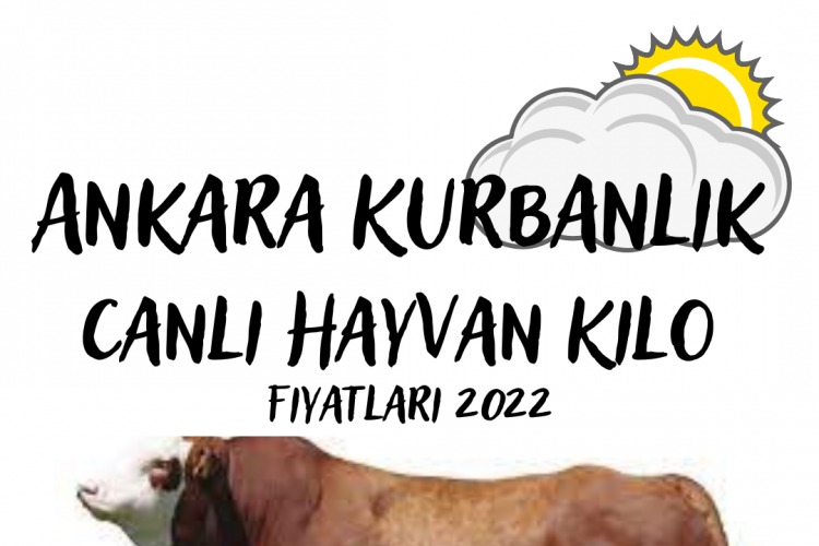 Terhan Besi Çiftliği Ankara Kurbanlık Canlı Hayvan Kilo Fiyatları 2022